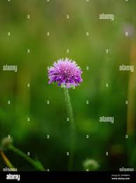 Image result for Knautia dipsacifolia