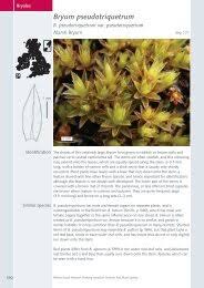 Attēlu rezultāti vaicājumam “Bryum pallescens”