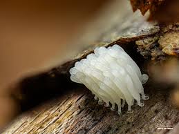 Attēlu rezultāti vaicājumam “Stemonitopsis typhina spores”