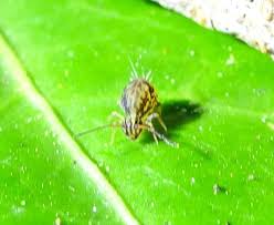 Attēlu rezultāti vaicājumam “Ptenothrix sp.”