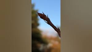 Attēlu rezultāti vaicājumam “Frangula alnus bud”