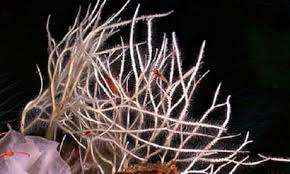 Attēlu rezultāti vaicājumam “Tubifera applanata sessile”