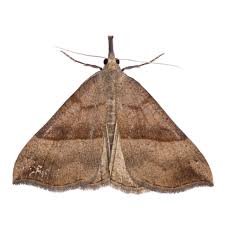 Attēlu rezultāti vaicājumam “Hypena proboscidalis”