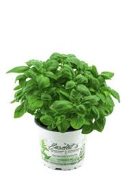 Image result for Basilikum