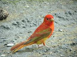 Image result for Piranga rubra