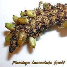 Attēlu rezultāti vaicājumam “Plantago lanceolata fruit”