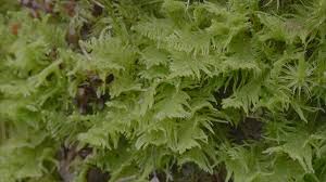 Attēlu rezultāti vaicājumam “Ptilium crista-castrensis sporophyte”