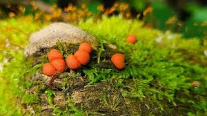 Attēlu rezultāti vaicājumam “Lycogala epidendrum s.str. macro”