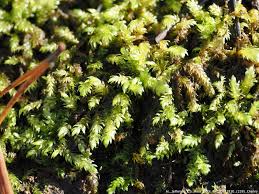 Attēlu rezultāti vaicājumam “Mnium lycopodioides”