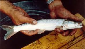 Image result for Ptychocheilus grandis