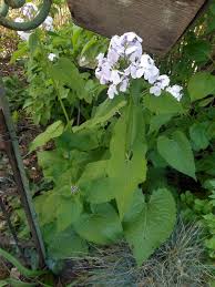 Attēlu rezultāti vaicājumam “Lunaria rediviva leaf”