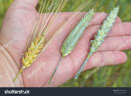 Image result for Secale cereale