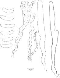 Attēlu rezultāti vaicājumam “Vuilleminia comedens”