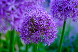 Attēlu rezultāti vaicājumam “Allium holandicum flower”
