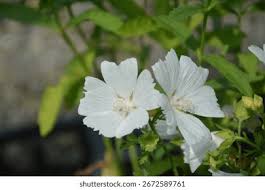 Image result for Malva moschata alba
