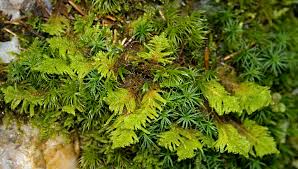 Attēlu rezultāti vaicājumam “Ptilium crista-castrensis sporophyte”