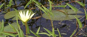 Attēlu rezultāti vaicājumam “Nymphaea candida”