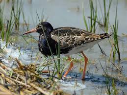 Attēlu rezultāti vaicājumam “Philomachus pugnax”