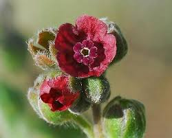 Attēlu rezultāti vaicājumam “Cynoglossum officinale flower”