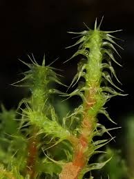 Attēlu rezultāti vaicājumam “Rhytidiadelphus”