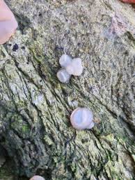 Attēlu rezultāti vaicājumam “Amaurochaete fusiformis”