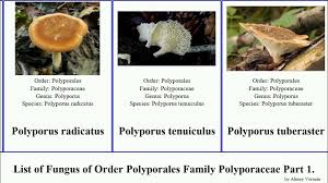 Attēlu rezultāti vaicājumam “Skeletocutis stellae”