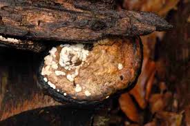 Attēlu rezultāti vaicājumam “Antrodiella semisupina”