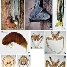 Attēlu rezultāti vaicājumam “Proutia betulina larva”