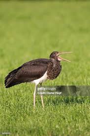 Attēlu rezultāti vaicājumam “Ciconia ciconia juvenile”