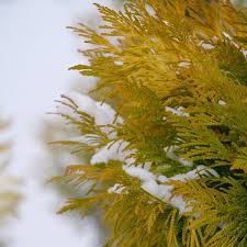Attēlu rezultāti vaicājumam “Thuja plicata flower”