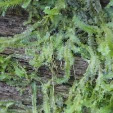 Attēlu rezultāti vaicājumam “Lophocolea coadunata”