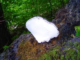 Attēlu rezultāti vaicājumam “Ganoderma applanatum”