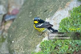 Image result for Dendroica magnolia