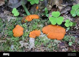 Attēlu rezultāti vaicājumam “Tubifera montana macro”