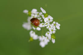 Attēlu rezultāti vaicājumam “Cychramus luteus”