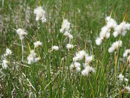 Attēlu rezultāti vaicājumam “Eriophorum angustifolium flower”