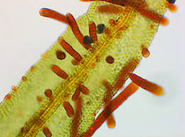 Attēlu rezultāti vaicājumam “Orthotrichum lyellii”