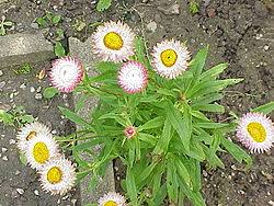 Image result for Helichrysum subulifolium