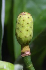 Attēlu rezultāti vaicājumam “Magnolia acuminata fruit”