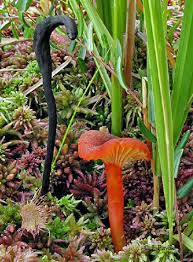 Attēlu rezultāti vaicājumam “Geoglossum sp.”