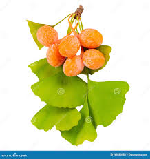 Attēlu rezultāti vaicājumam “Ginkgo biloba fruit”