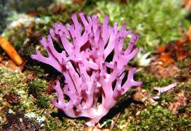 Attēlu rezultāti vaicājumam “Clavulina amethystina”