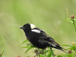 Image result for Dolichonyx oryzivorus