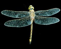 Attēlu rezultāti vaicājumam “Odonata”