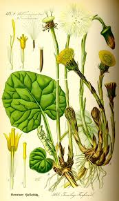 Attēlu rezultāti vaicājumam “Tussilago farfara bud”