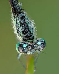 Attēlu rezultāti vaicājumam “Ischnura elegans”