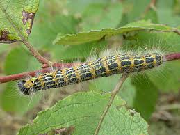 Attēlu rezultāti vaicājumam “Phalera bucephala”
