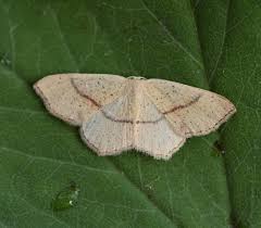 Attēlu rezultāti vaicājumam “Cyclophora punctaria”