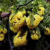 Attēlu rezultāti vaicājumam “Physarum virescens”