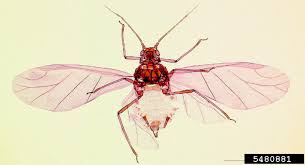 Attēlu rezultāti vaicājumam “Aphis fabae”